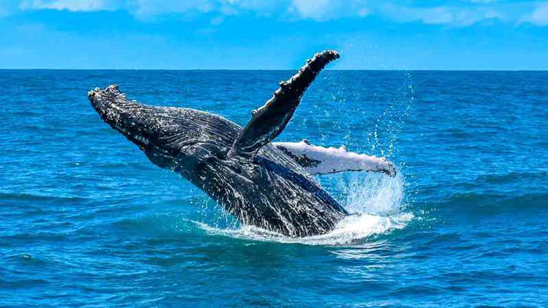 temporada das baleias jubartes em porto seguro encanta os turistas 1