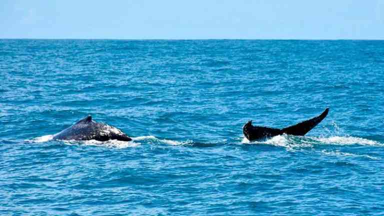 temporada das baleias jubartes em porto seguro encanta os turistas 3